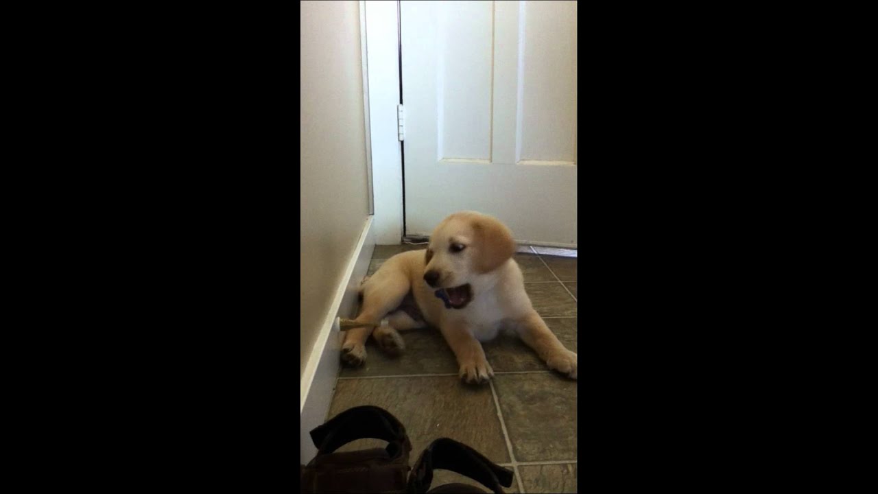 Yellow lab puppy playing with door stopper. YouTube