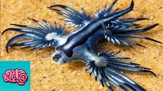 10 Animals You Won&#39;t  Believe Exist