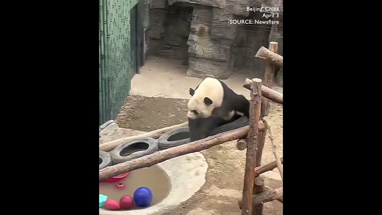 Hilarious moment defiant panda fights back against persistent crow's Hilarious moment defiant panda fights back against persistent crow's