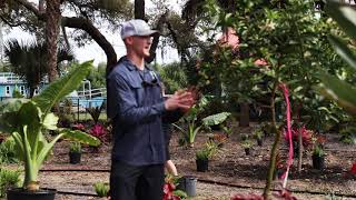 Indian Sweet Lime - Peer Landscaping - Fort Myers Shores 33905