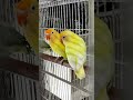 Love birds animals pets petlover animallover bird loveanimals lovebird parrot 