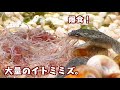 ヒメツメガエル（コンゴツメガエル）にイトミミズをたっぷり与えてみました。