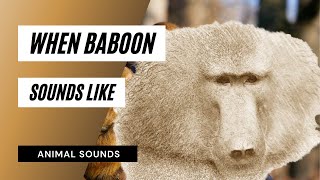 When Baboon Sounds Like - Baboon Sound Baboon Noises Baboon Calling Baboon Voice