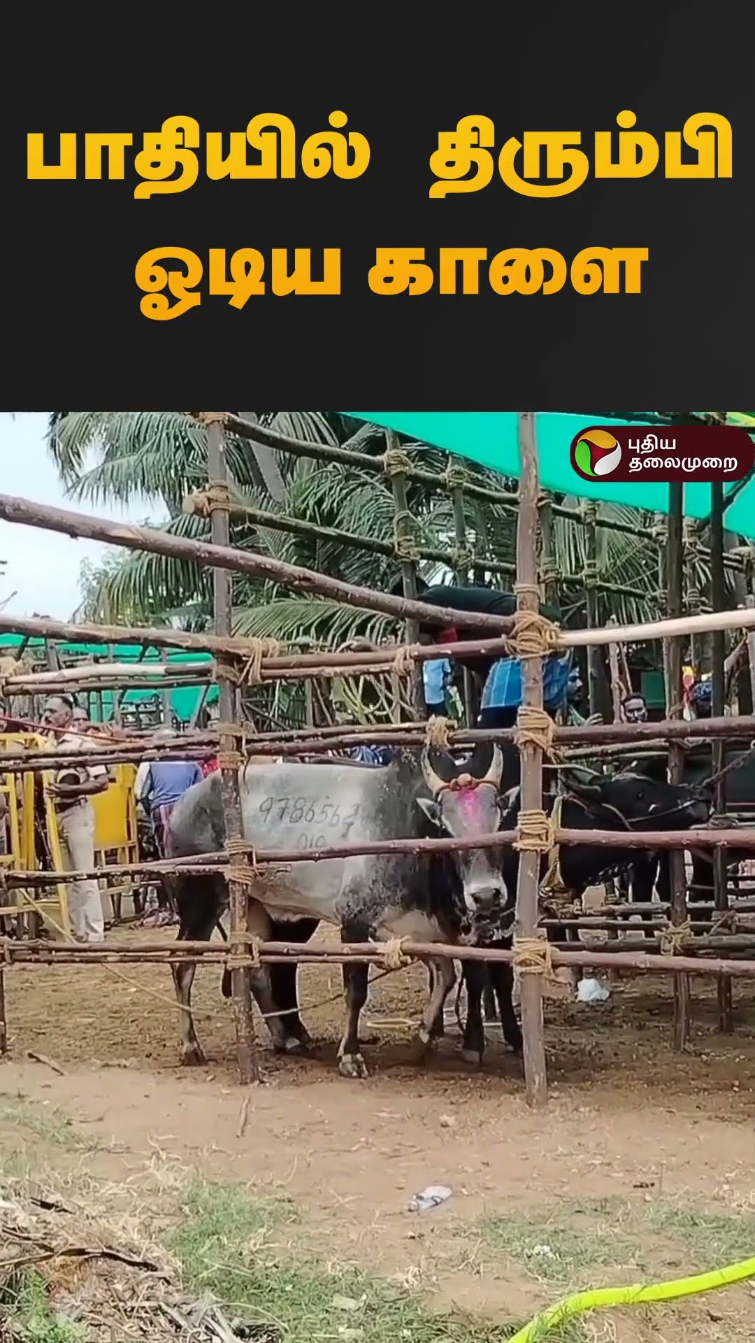 பாதியில் திரும்பி ஓடிய காளை #shorts #palamedujallikattu #jallikattu