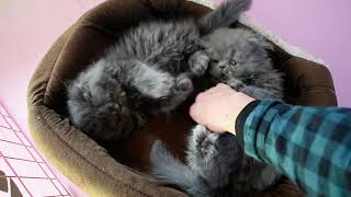 ADORABLE ... Sleepy Blue Persian Kitten Boys Playing Together In Their Bed Before Nap Time. by VICTORIAN GARDENS CATTERY 1,607 views 3 years ago 5 minutes, 5 seconds