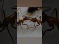 Nature's Real Surgeon  #ants #facts #wildlife #viral #latest #shortsfeed  #insects
