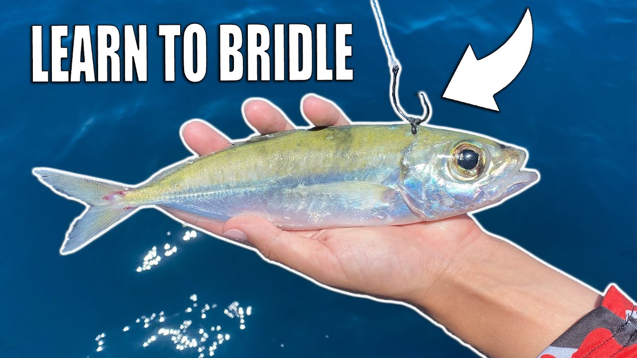 How to Rig & Bridle Live Bait for Drifting Kite Fishing Bump Trolling 