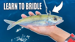 How to Rig & Bridle Live Bait for Drifting Kite Fishing Bump Trolling