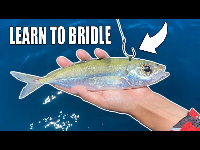 How to Rig & Bridle Live Bait for Drifting Kite Fishing Bump