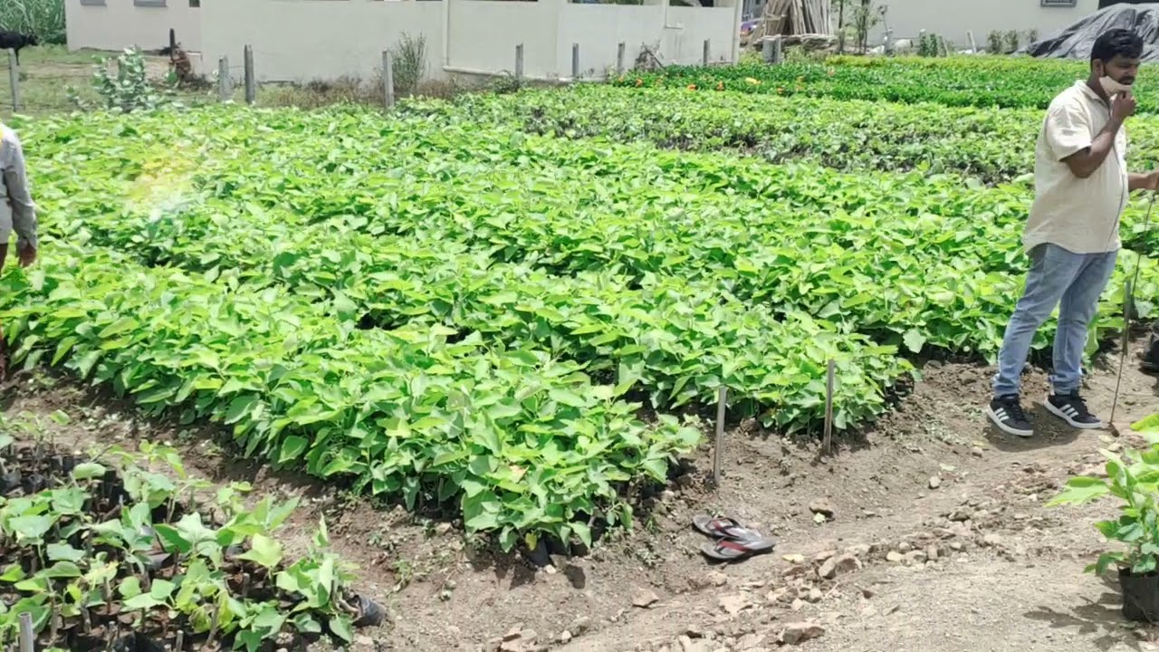 PUNA RED FIG-ANJIR......... LOADING ANDRA PRADESH 8379044559