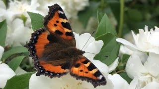 Butterfly and beautiful jasmine. Idyll. Beautifull by ShirliMur 108 views 1 year ago 6 minutes, 23 seconds