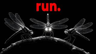 Why Wasps are Terrified of Dragonflies