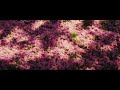 Cherry Blossoms - (Shot on Sony FX6 with Blazar Remus Anamorphic)