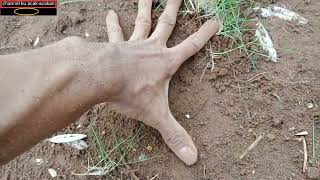 Cara menanam rumput jepang/jarum