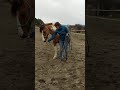 Clicker training cheval qui fouille dans les poches