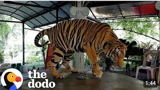 Tiger Has Been Chained Up Her Whole Life | The Dodo