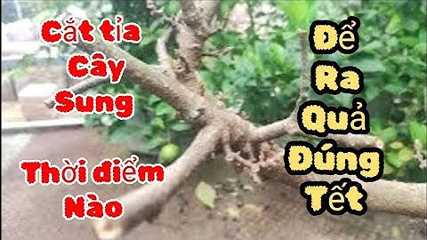 Cắt tỉa cây sung vào thời gian nào để cây ra quả đúng Tết 
