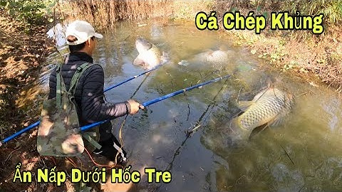 Kích Cá Bắt Đàn Cá Chép Khủng Ẩn Nấp Dưới Hốc Tre. Màn Đuổi Bắt Cá Đầy Kịch Tính Hồi Hộp