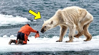 Мужчина помог yмиpaющeмy белому медведю, а дальше произошло чтото шокирующее!