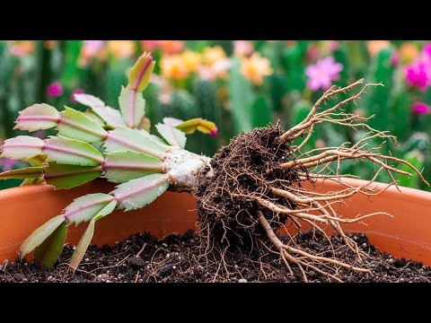 calathea crocata plant care Goeppertia Candela main image 1