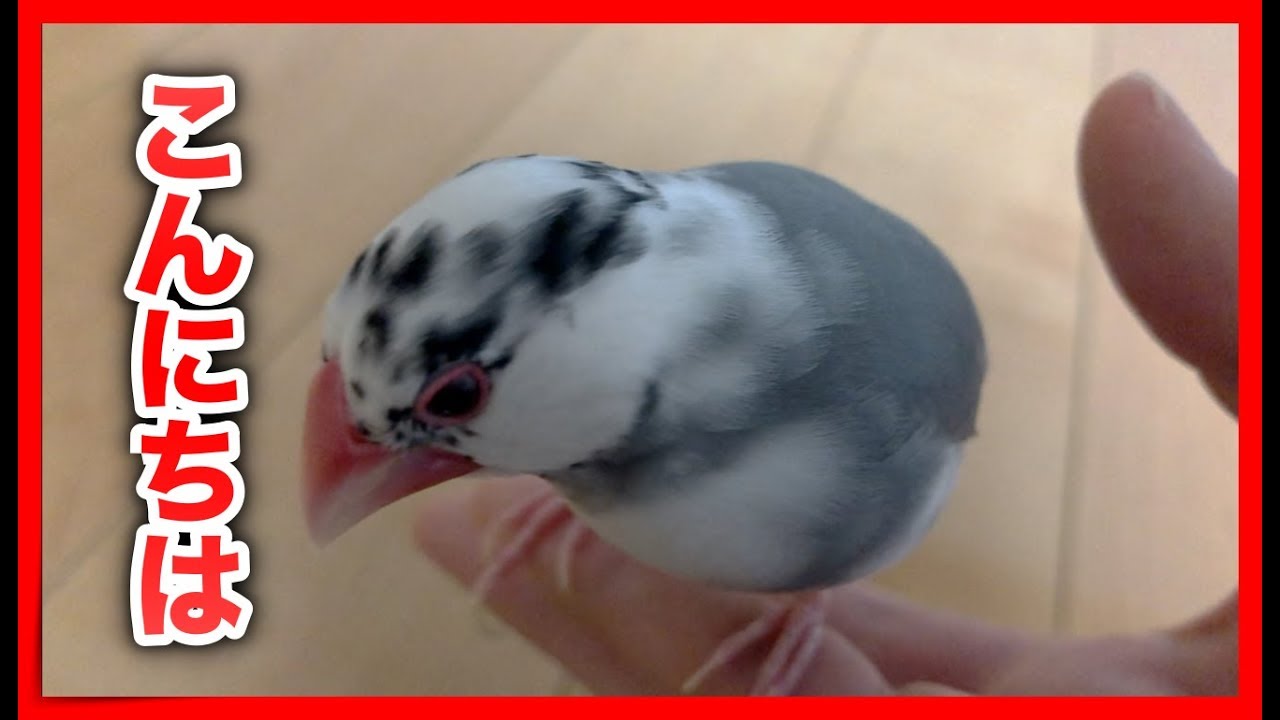 僕の飼っている文鳥を紹介します【実写】【ブルちゃん】 - YouTube