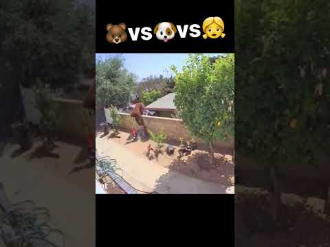 母熊だって必死なんやで🥺 #shorts #tiktok #熊 #犬 #女 #twitter