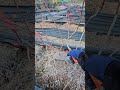 전정실습13) 햇볕이 잘들게 전정해야. 전정은 2월말까지 끝내야 편함. 잎파리 나기 시작하면 전지하기 힘륾. #블루베리전정
