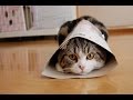 Clever cats - Funny cat, animal Compilation 2017