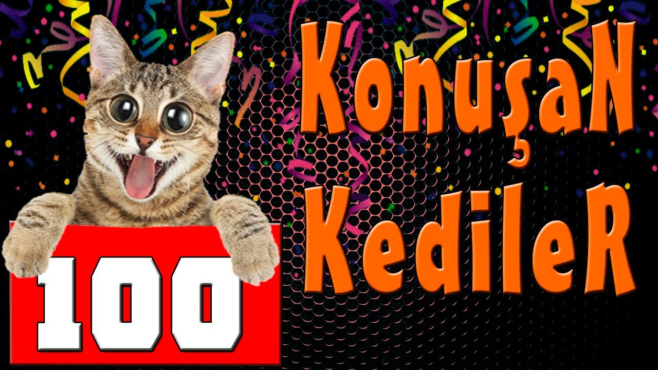 Konusan Kediler 100 En Komik Kedi Videolari Youtube