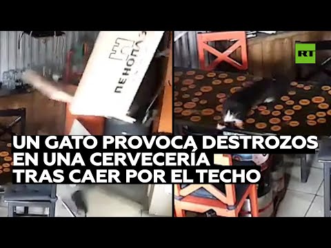 Un gato callejero provoca destrozos en una cervecería rusa tras caer por el techo