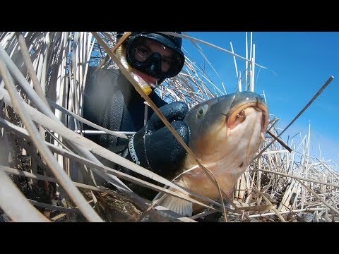 Подводная охота на сазана: секретные методы и тактика для успешного ловли