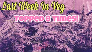 My First Indoor WEED GROW 🔥 TOPPING FOR INCREASED YIELDS