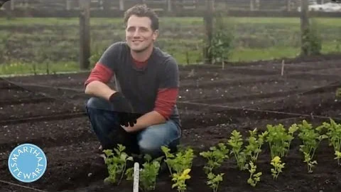 How to Start a Vegetable Garden - Martha Stewart