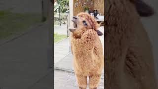 Funny 🤣 Sound 🤗 In Lama 