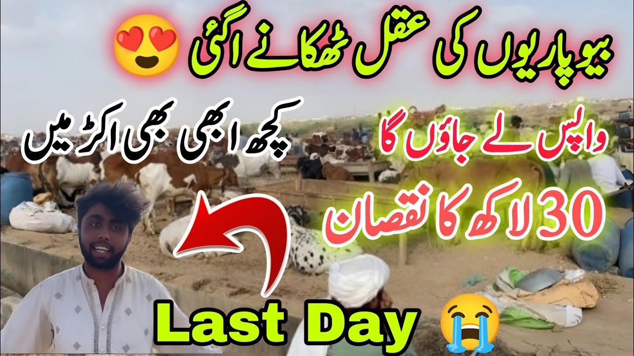 Northern Bypass Mandi Karachi Latest Rates & Bargaining 06 Jun 2025 | Bakra Eid Season 2025