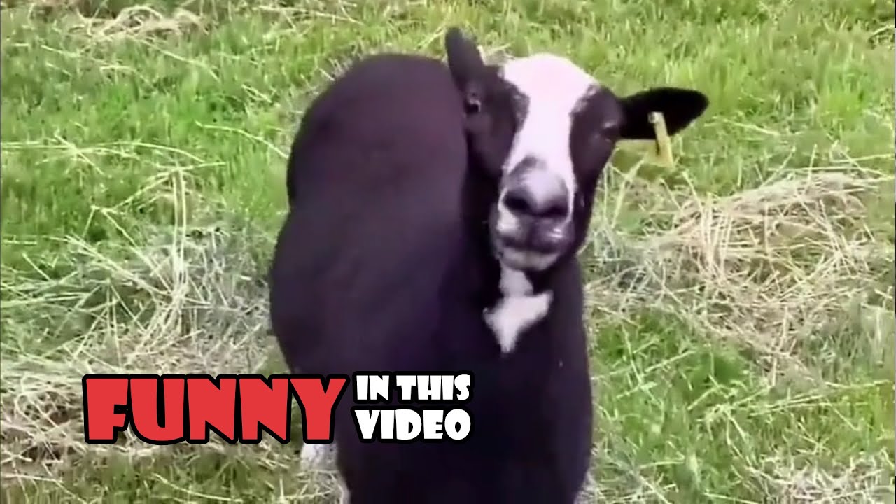 FailArmy Idiots In Cars Fails Ridiculousness Compilations FunnyVideos failarmy-idiots-in-cars-fails-ridiculousness-compilations-funnyvideos