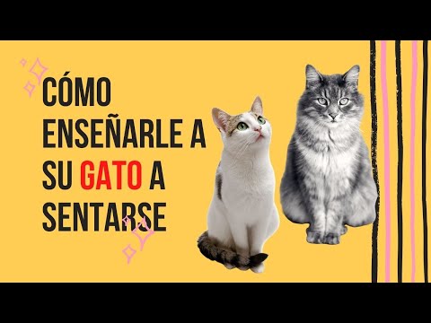 Video: Entrenamiento del gato: Cómo enseñar a tu gato a sentarse