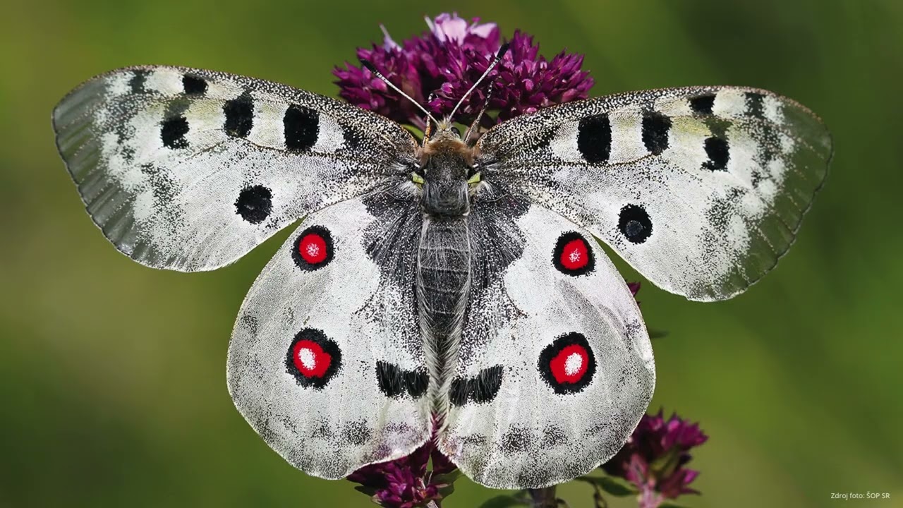 3. marec Svetový deň divej prírody (WWD2025)