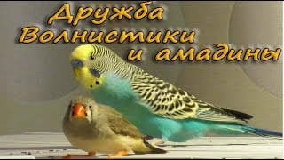 Дружба. Волнистые попугаи и амадины. Budgie and Zebra finches. Funny Parrots Дружба. Волнистые попугаи и амадины. Budgie and Zebra finches. Funny Parrots
