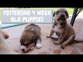 Ten 1 Month Old Foster Puppies Go Outside for the First Time