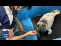 【海遊館】ワモンアザラシのアラレ仔の離乳訓練