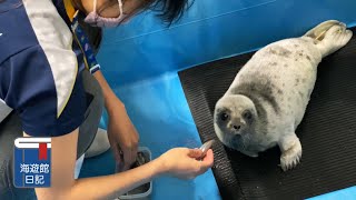 【海遊館】ワモンアザラシのアラレ仔の離乳訓練