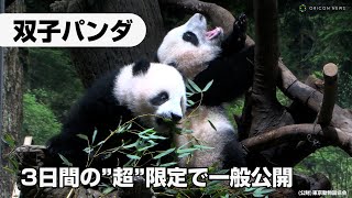 上野動物園・双子パンダ　きょうから3日間限定で一般公開　倍率348倍の超難関