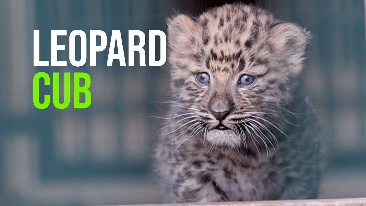 Innocent Baby Bird Walks up to Leopard - Crazy Ending 