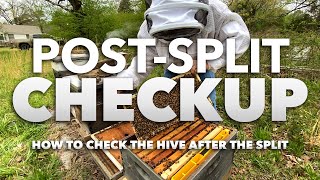 Hive Split Checkup - [How to do a post-split inspection]