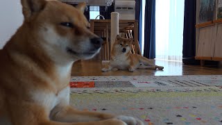 The moment when Shiba Inu Hachi takes revenge on his sister is so cute.