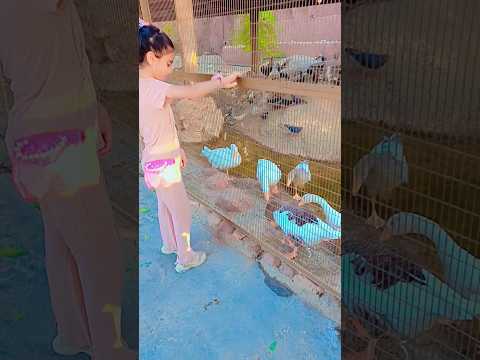 ليش هجموا البطات كلهم على تالا تالاوديالا اكسبلور Cute Cutebaby Like Funny 