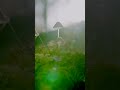 20 Sekunden Ruhe zum Tag der Wälder #shorts