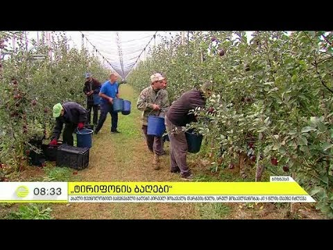 ,,ტირიფონის ბაღები'' - თანამედროვე მეურნეობა