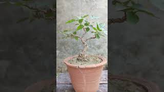 peepal mame bonsai under training age five year sandhubonsai